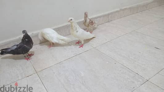 حمام استرالي