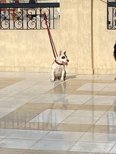 كلبه بولي مستوي جميل