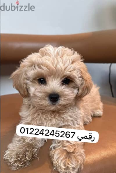 مالتيبو ‘ maltipoo