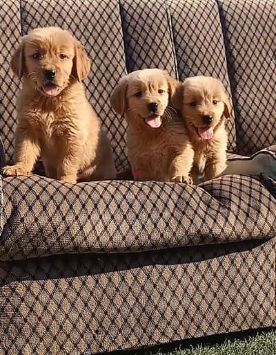 Golden Retriever