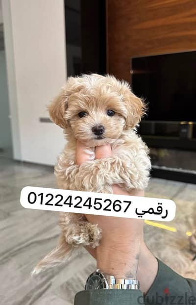 maltipoo puppy 45 days