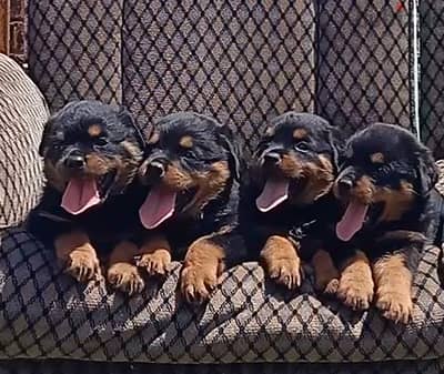 Rottweiler puppies