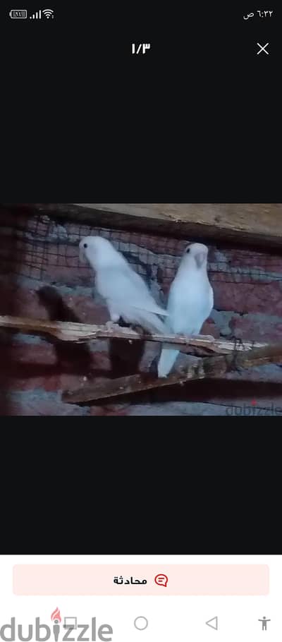 للبيع دكر روز البينو قطنه شغال حجم وصحه وتخصيب تمام