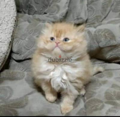 هيمالايا
