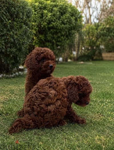 Selling my pure toy poodle litter