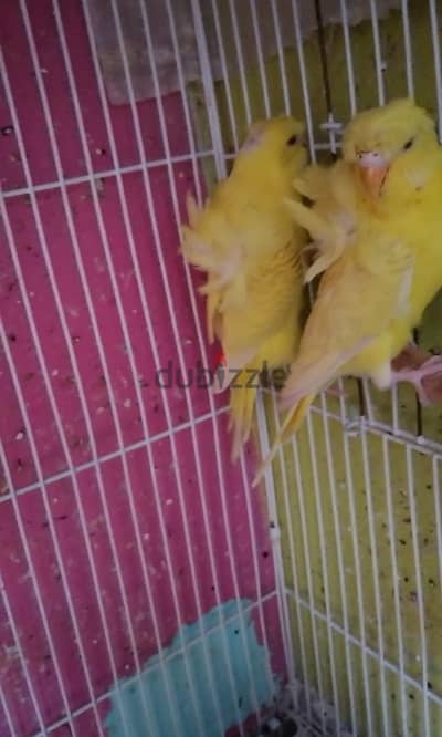 قص لاسوينج فلل  اصفر   معدى ٨ شهور