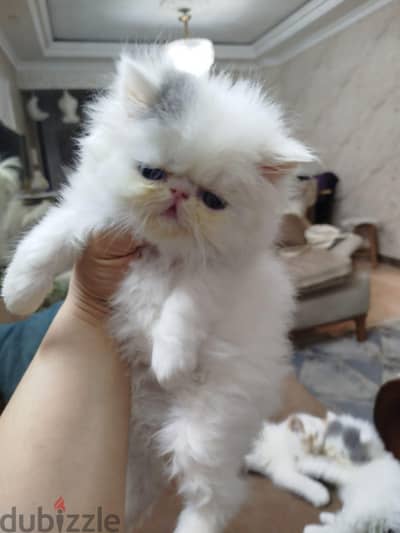 احلى واجمل قطط موجوده عندنا 01033445766