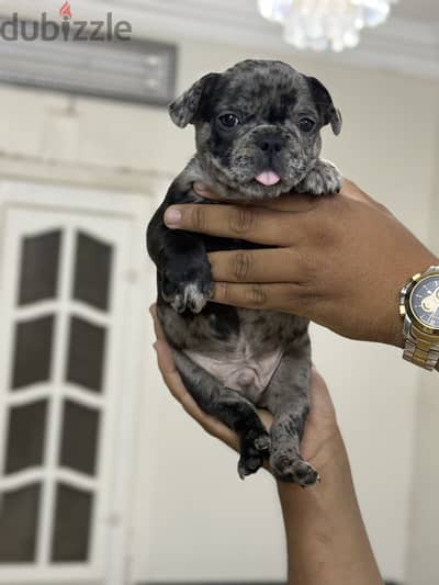فرنش بولدوج French bulldog puppy