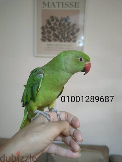دكر دره هندي جميل جدا مشاء الله عمر سنه ونص بدايه تتطويه