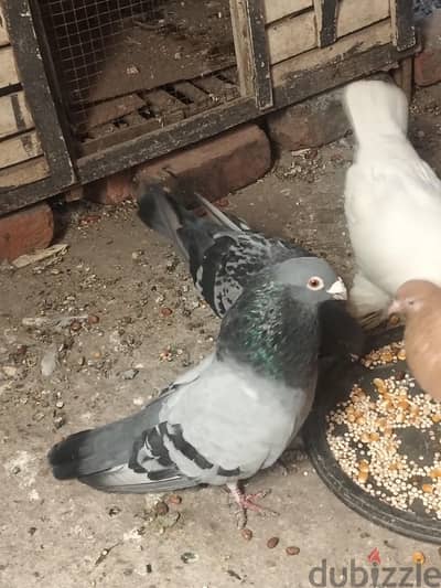 قصين للبيع