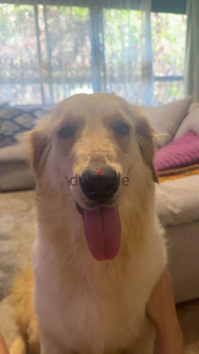 Pure  )  golden retriever  white   very friendly  just need traing