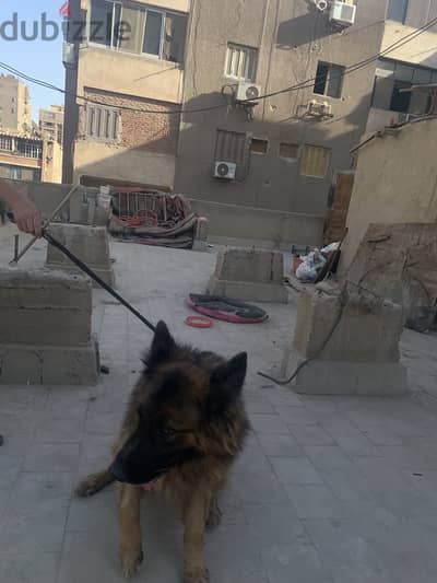 متاح دكر جيرمن للجواز