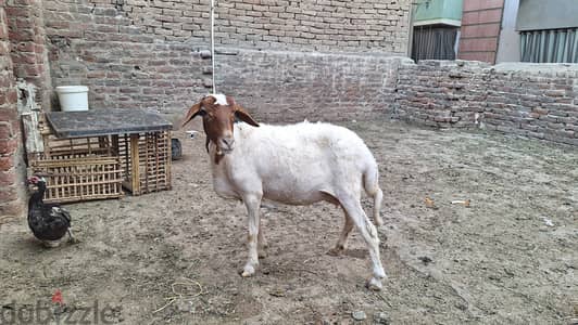 بدرية للاضحية