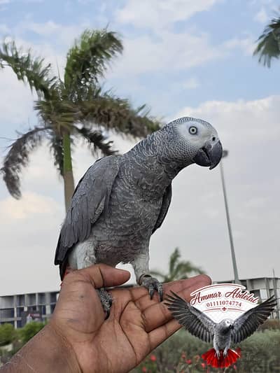 زنجباري