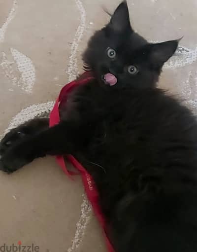 Male kitten  قط ولد