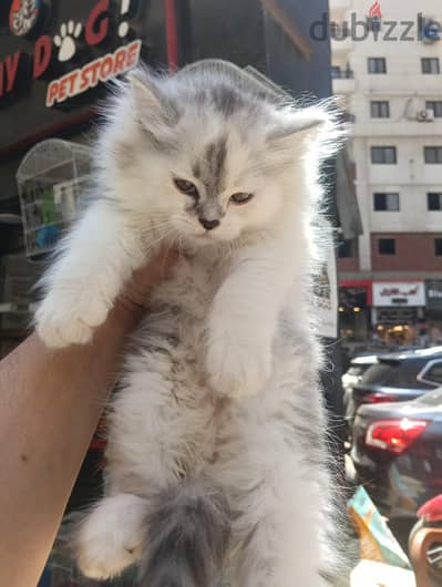 24 عمى زعفان الابراهيمية