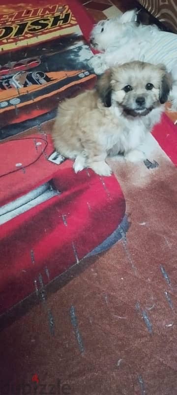 pure mini griffon