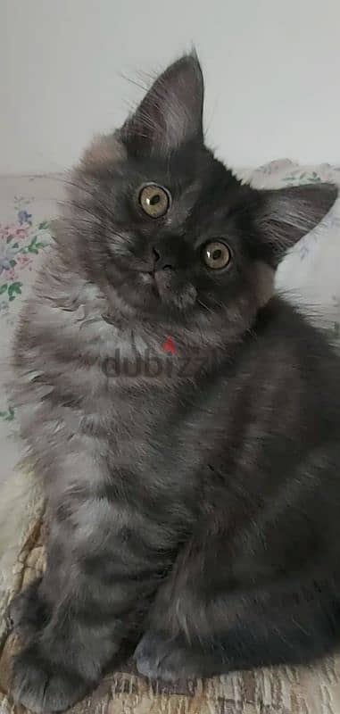 Male kitten قط ولد