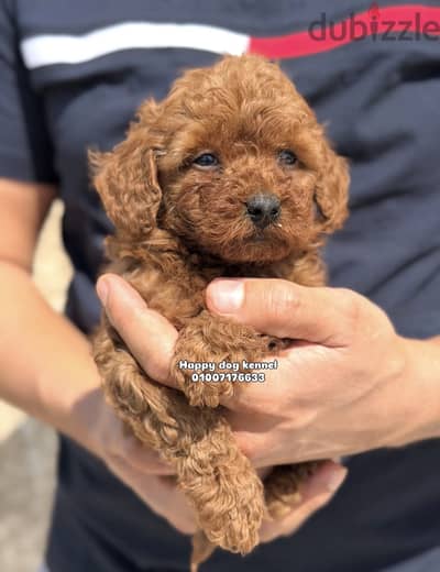 Best female toy poodle top quality