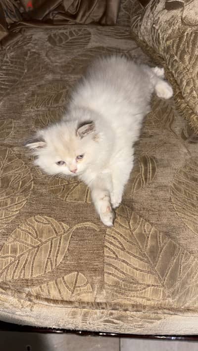 قطه شيرازي