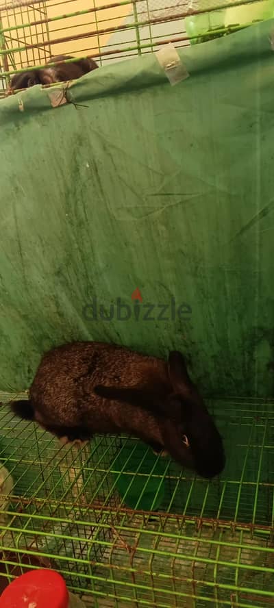 بني سويف