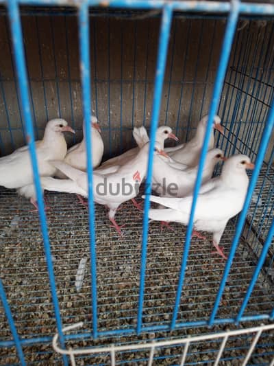 شارع المدارس