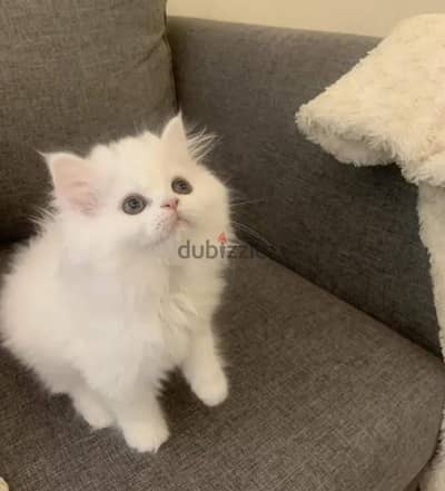 كيتن شيرازي شانشيلا بيور  male female pure