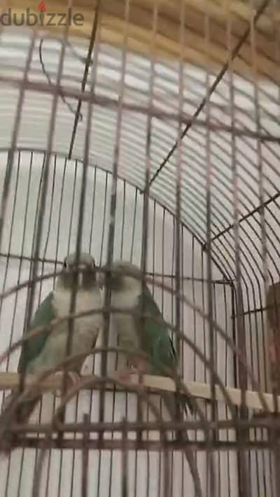 قص بنباول بلو شغال بدون تحليل   ٣٥٠٠   لتصفه٠١٢٢١٨٤١١٧٠