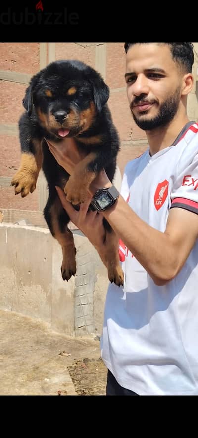 بنوته روت ويلر