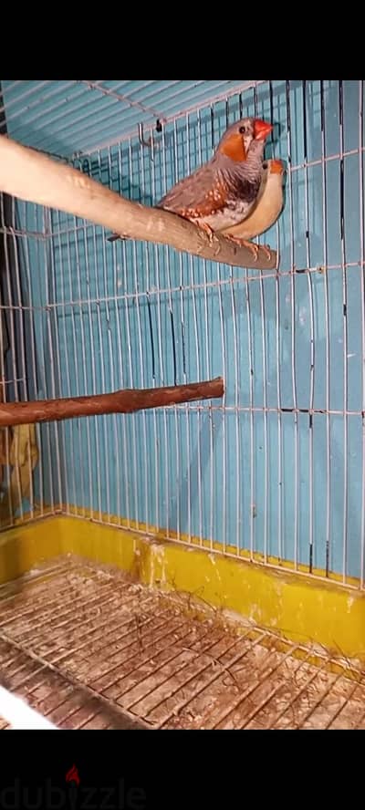 قص زيبرا جامبو وارونچ