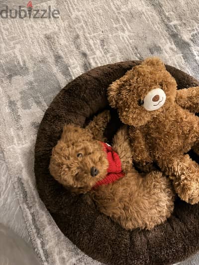 توي بودل Toy Poodle Male – 4 Months Old