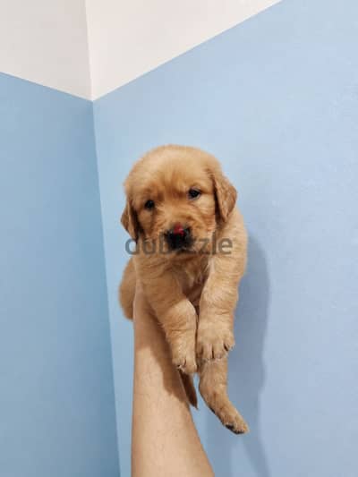 Golden retriever جولدن رتريفر