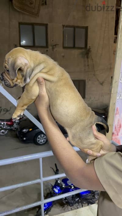 American bully puppies