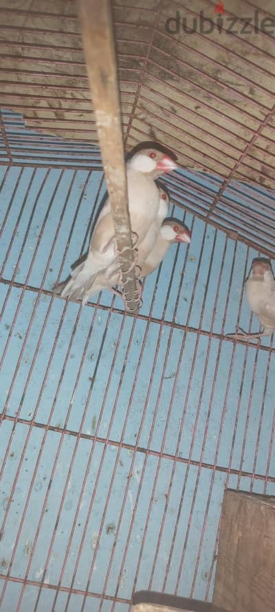 طيور جاوه