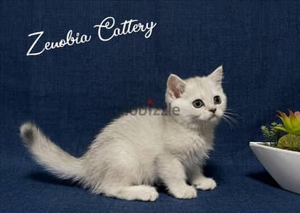 British Shorthair Silver Shaded