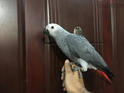 اجمل بغبغان زنجباري مفطوم