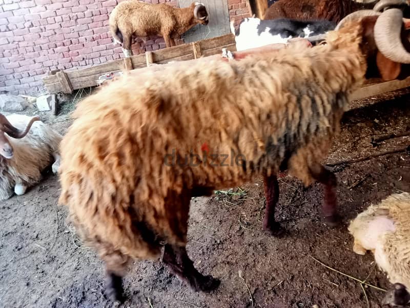 خراف برقي وبلدي ورحماني  ذكور وإناث يوجد جميع الأوزان 9