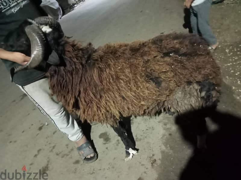 خراف برقي وبلدي ورحماني  ذكور وإناث يوجد جميع الأوزان 17