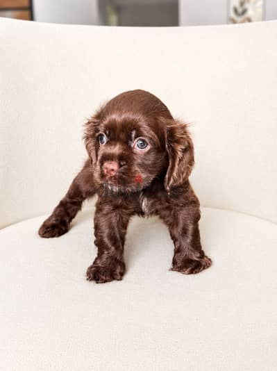 American cocker - spaniel - اميركان - كوكر اسبانيل