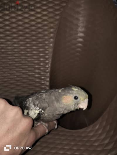 زغلول كوكتيل ارزبل