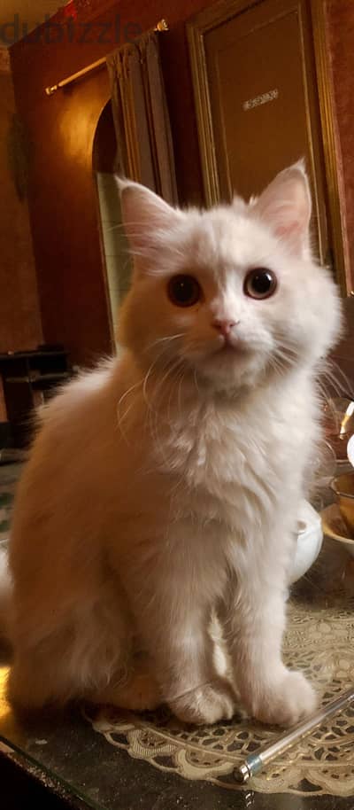 Pure White Persian Kitten – A Little Cloud Looking for a Home