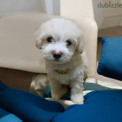 اشيك ولد هافانيز Havanese ميني ٥٠ يوم