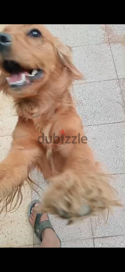 جولدن ريتريفر  للبيع