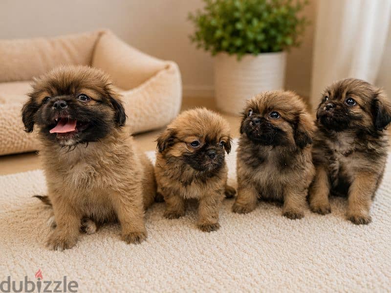 Mini Pekingese 1