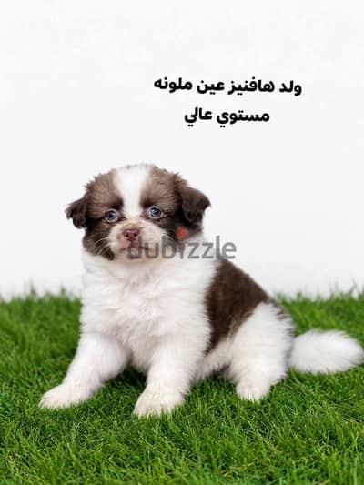 اجمد جرو هافنيز45 يوم عيون ملونه