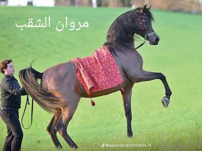 الخيال