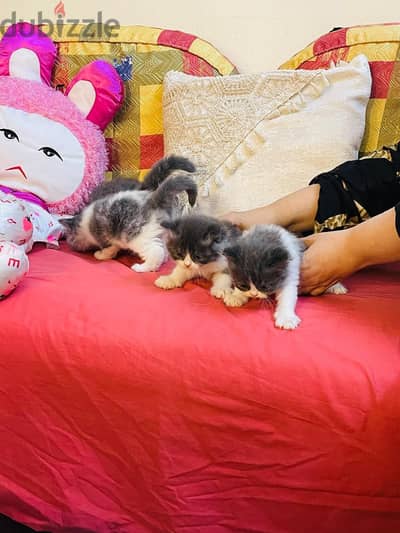 Sherazi Cats 