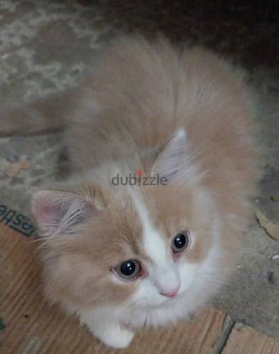 المندره القبليه الاسكندريه