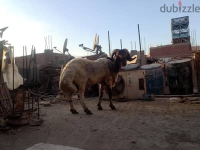 خروف  لحم الاضحيه