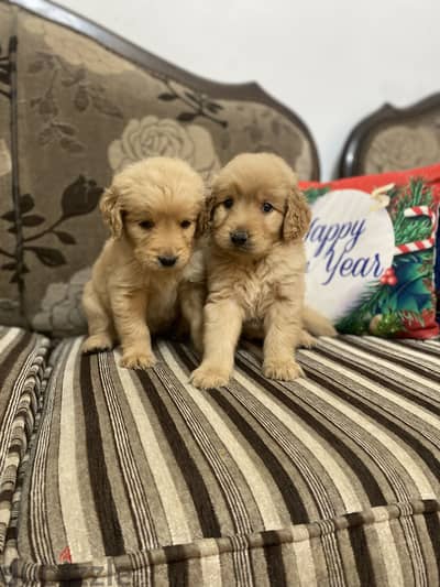 Golden puppy جولدن رتريفر
